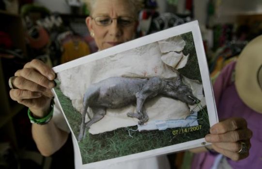 Houston ‘chupacabra’ sighting could be real animal purposely bred – Houston Chronicle