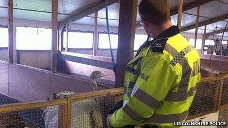 BBC News – Mystery Coningsby emu resists police ‘arrest’