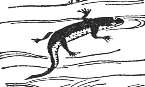 Alp-Luachra, flesh-burrowing fairies