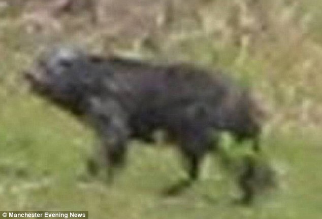 The Buckshaw Beast Case.