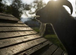 Pip The ‘Psychic’ Goat Is A Fraud