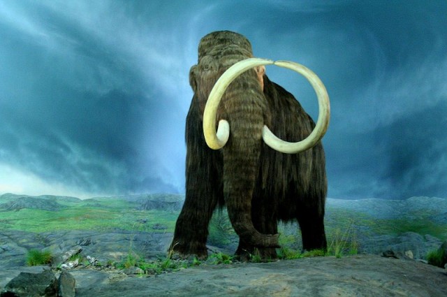 Woolly Mammoths Suffered Major Birth Defects Before Extinction | I Fucking Love Science