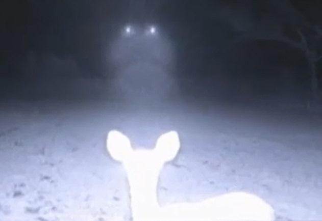 Caught in the Headlights? Deer-Cam UFO Explained (by the camera manufacturer)