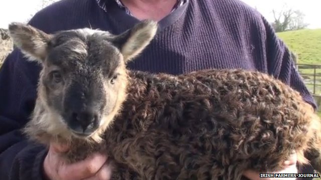 BBC News – Geep: Rare ‘goat-sheep’ born on Irish farm