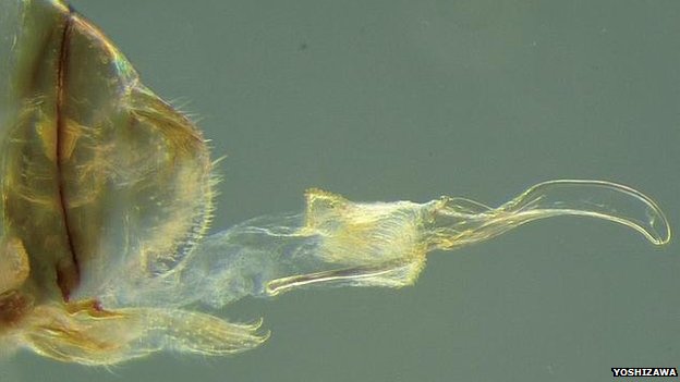 Females have penises in sex-reversed cave insects