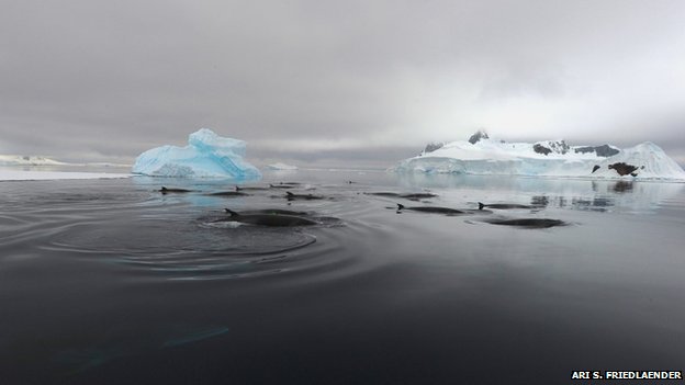Mystery of ‘ocean quack sound’ solved