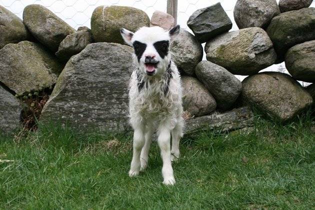 Norwegian sheep farmer dubs newborn Batlamb