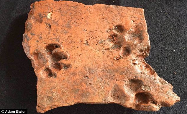 Leicester dig reveals 2,000-year-old dog’s paw prints in Roman tiles