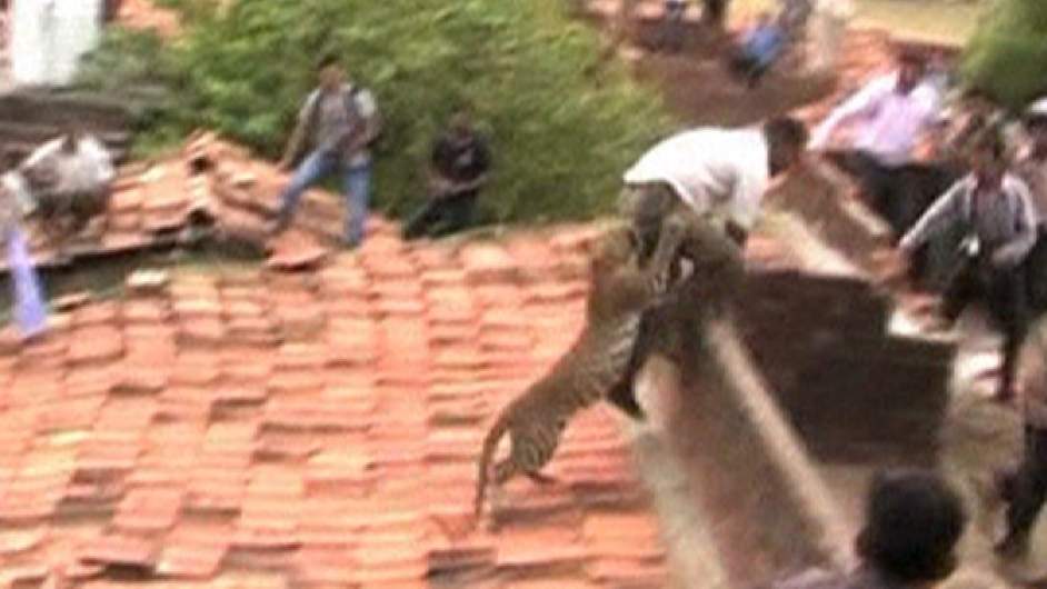 Leopard Bites Terrified Man On Bottom