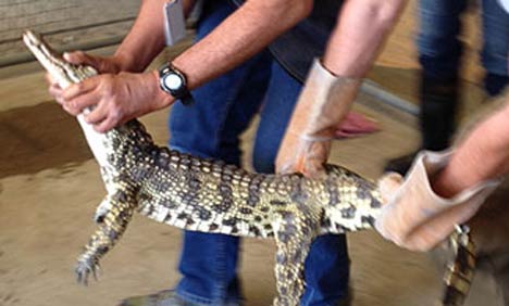 Crocodile caught wandering around mall