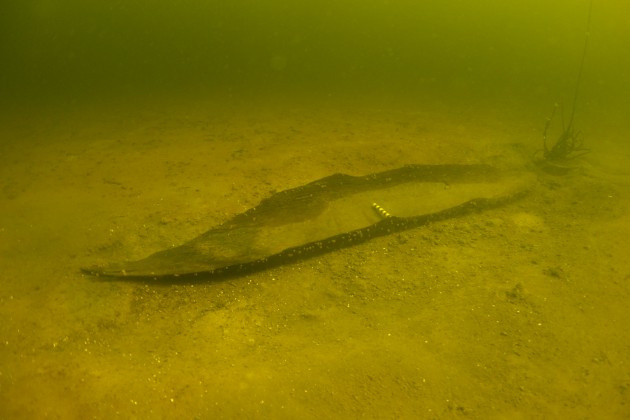 These Viking artefacts and logboats have been found in Galway
