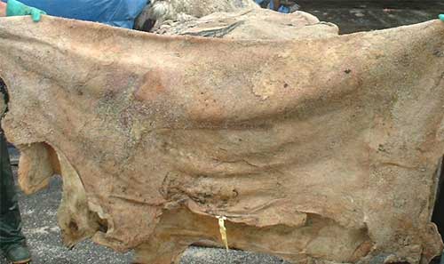 A Pre-Christian Custom in Eighteenth-Century Scotland? – Beachcombing’s Bizarre History Blog