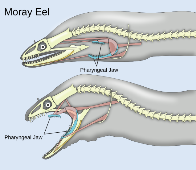 Did you know moray eels have secondary jaws just like Alien xenomorphs?