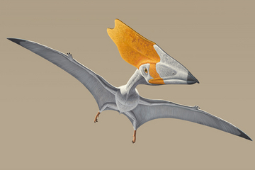 How Pterosaurs Ruled the Skies Above the Dinosaurs | LiveScience