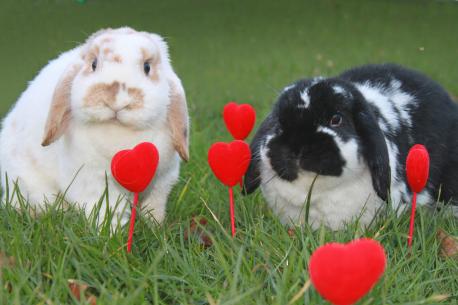 From a ‘mer-chicken’ to the Shapwick Monster here are five weird Dorset legends you might not know.