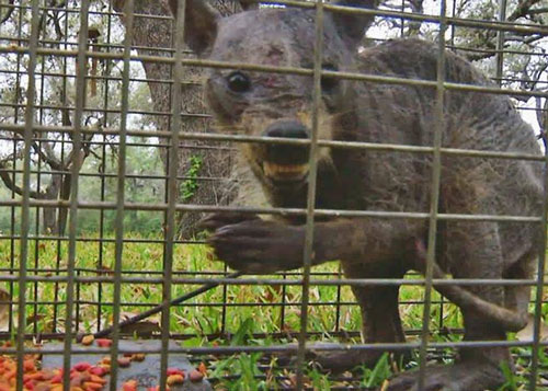 RIP The Chupacabra Of Texas