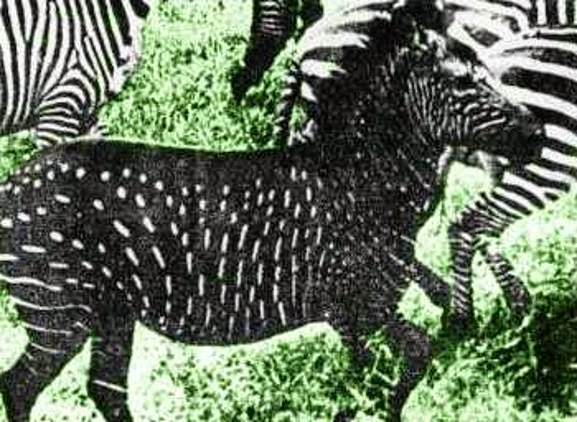 STRIPE ME – A SPOTTED ZEBRA!