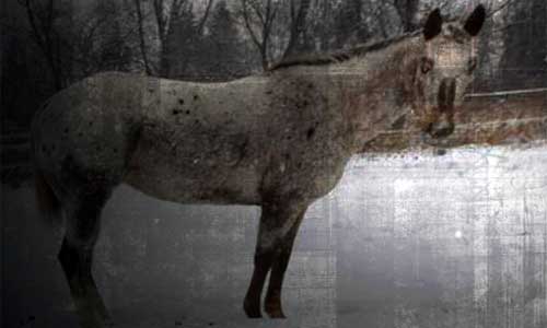 The Brag, Shape-shifting Devil Horse