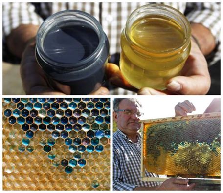 Blue and green honey makes French beekeepers see red