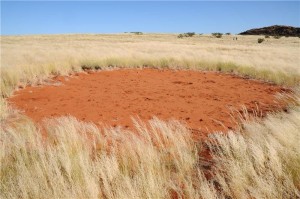 ‘Fairy Circles’ in Namibia Weren’t Created by Termites