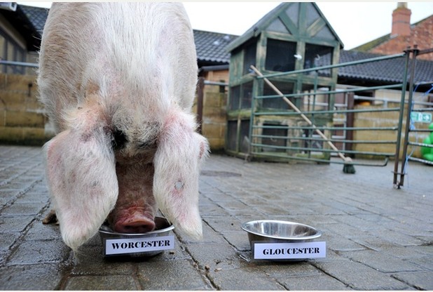 Psychic pig’s Gloucester Rugby predictions are Spot on