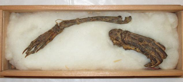 Are these the bones of a water demon? ‘Remains’ of mythological Kappa to go on show in Japan