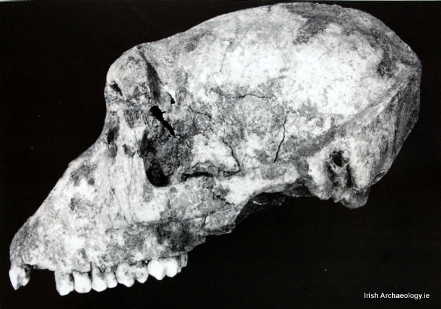 A Barbary Ape Skull from Navan Fort, Co. Armagh