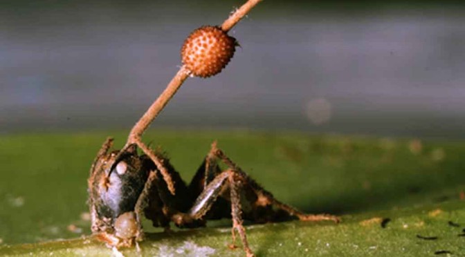 Mind Controlling Fungus Turns Insects into Zombies
