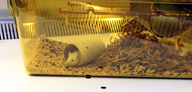 Young blood ‘reverses ageing signs’