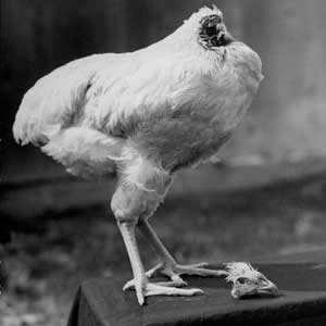 The Story of Mike the Headless Chicken