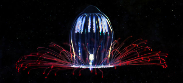 These are the alien creatures that secretly lurk under the polar circle