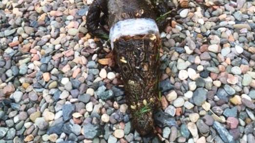 Dead Crocodile Found On Scottish Golf Course