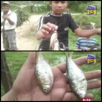 AN EXTRAORDINARY FISHFALL OVER HONDURAS!