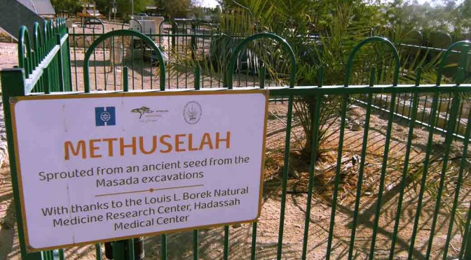 2000 Year Old Extinct Tree is No Longer Extinct