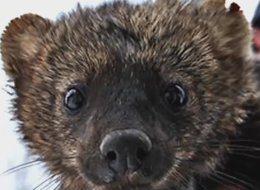 ‘Mystery Creature’ Roaming The Bronx Turns Out To Be Really, Really Cute