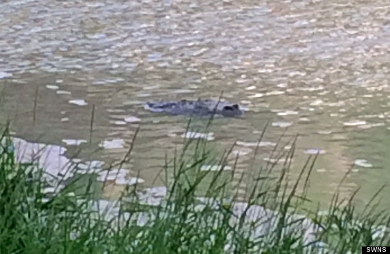 #TheBristolCroc: Has A 6ft Crocodile Been Photographed In Bristol’s River Avon? PICTURE