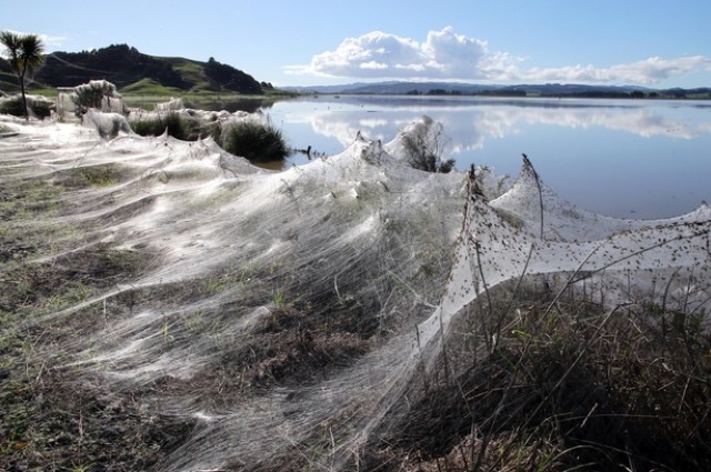 Millions Of Spiders Fleeing Floods Embellish Land With Spectacular Webs