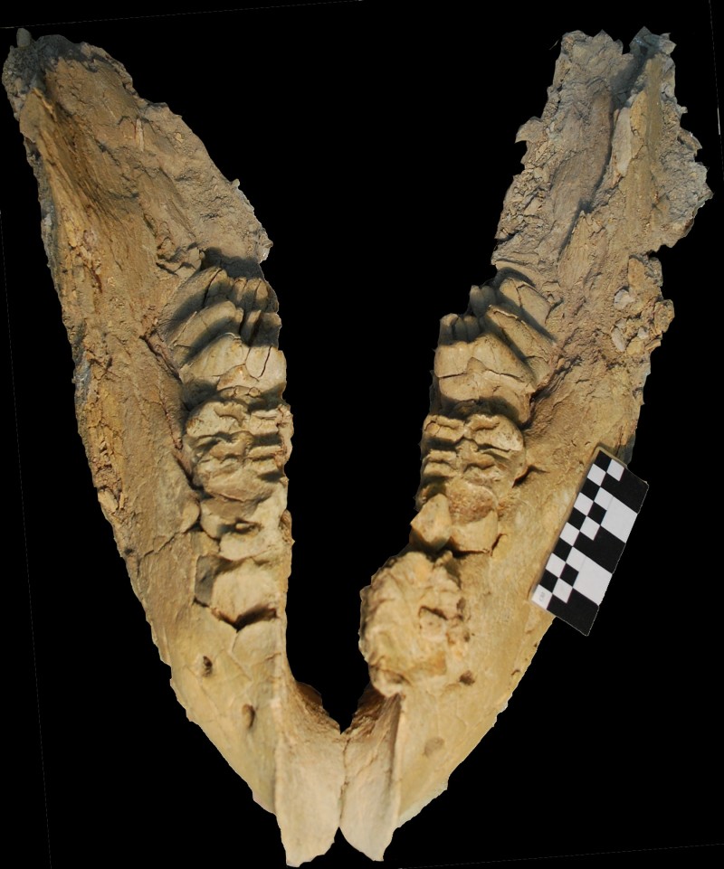 Bones of elephant ancestor unearthed: Meet the gomphothere
