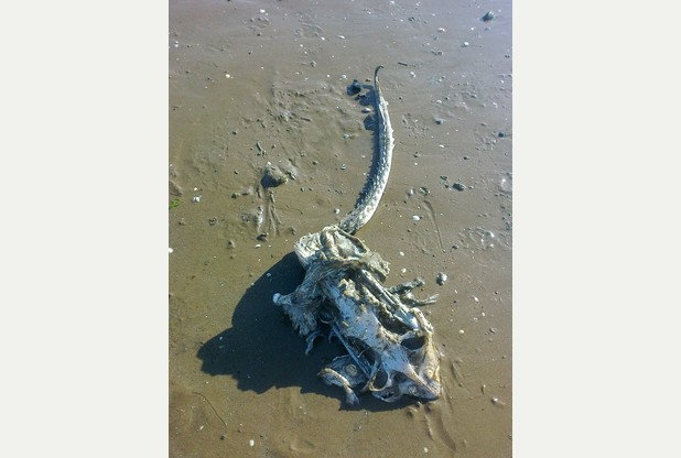 What is this strange “sea monster” that washed up on Weston-super-Mare beach?