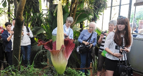 ‘Titan’s Penis’ attracts huge French crowds