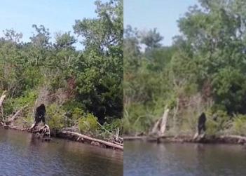 Man Claims To Have Captured ‘Clear’ Photo Of Bigfoot Video