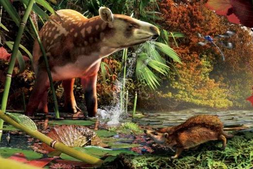 Paleontologists unearth fossils of tapir and world’s smallest hedgehog