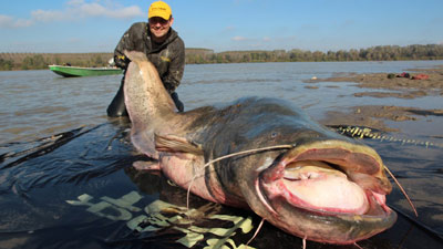 ‘Giant mutant catfish’ near Chernobyl