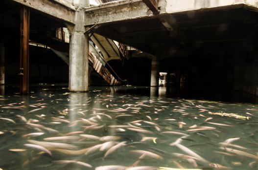 Abandoned Thai Shopping Mall Becomes Giant Koi Pond PICTURES