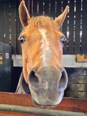 Horses’ mobile ears are ‘communication tool’