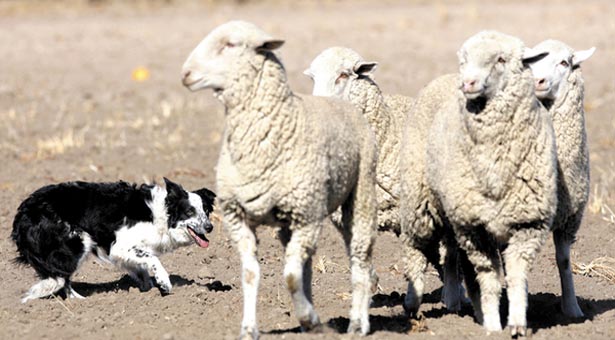 Herd mentality: ´Sheepdog mystery´ solved at last