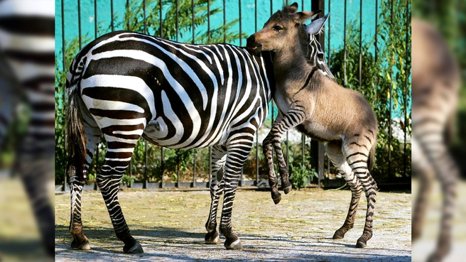 Rare zonkey born at zoo