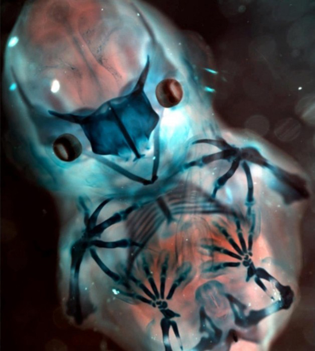 This alien looking creature lives right here on Earth with us