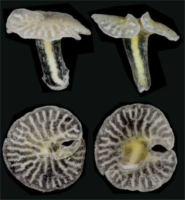 Never-before-seen fungus creatures that look like Aliens called Dendrogramma discovered 1000 meters under the ocean near Australia
