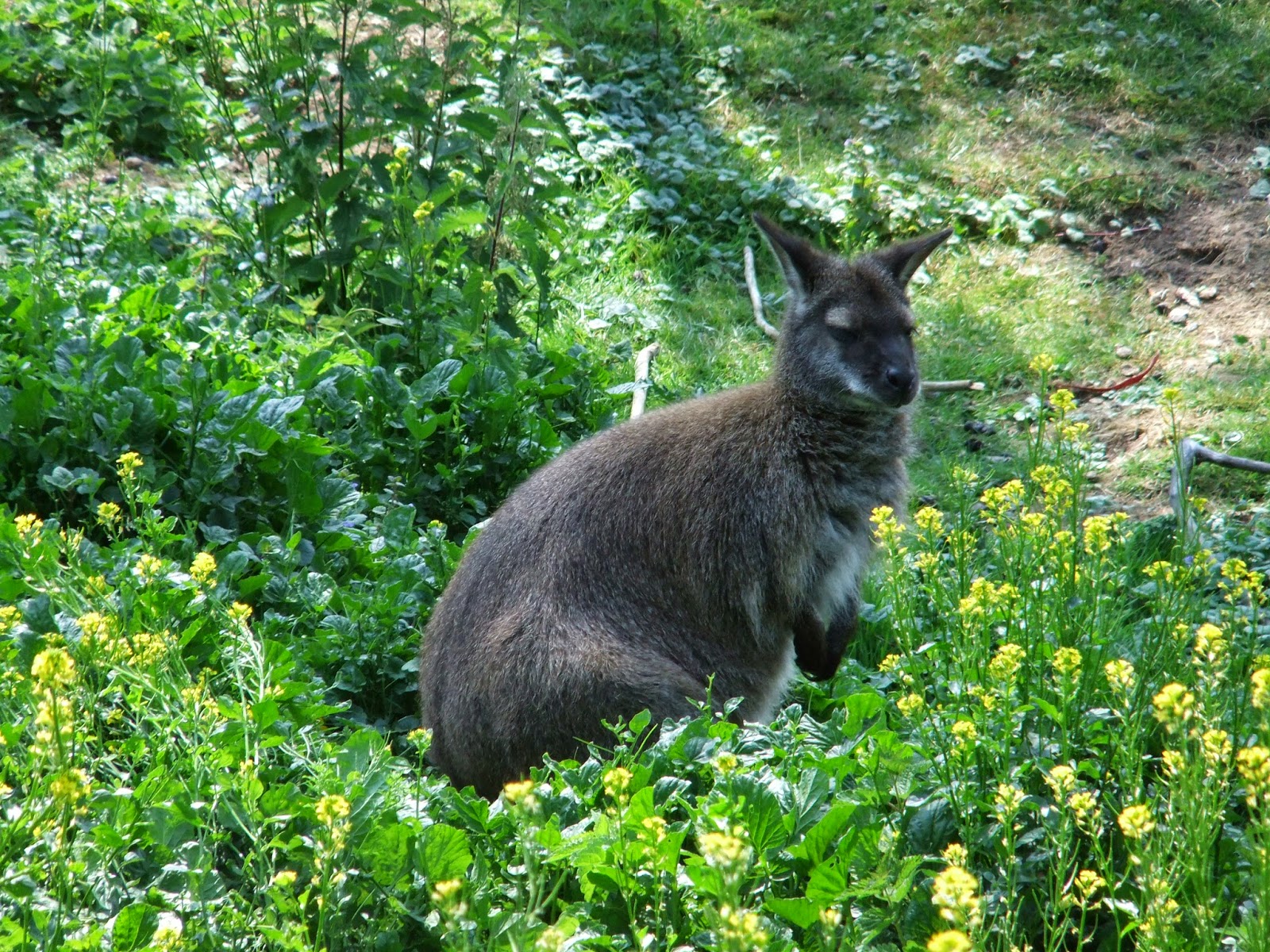 AT LAST – MY VERY OWN MYSTERY ANIMAL SIGHTING!